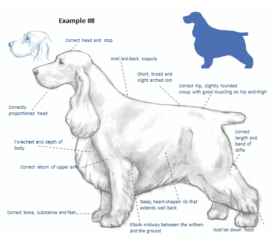 Balance and Moderation in the English Cocker Spaniel