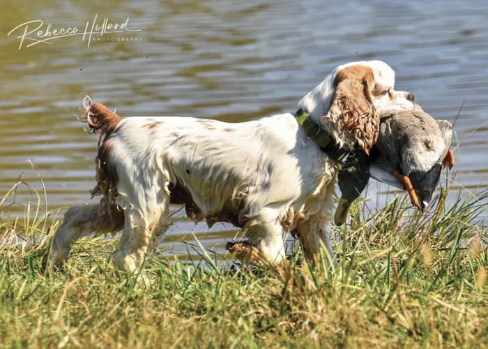 Cocker Spaniel