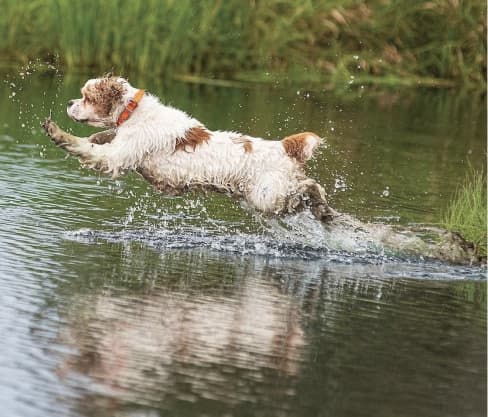 Cocker Spaniel in water