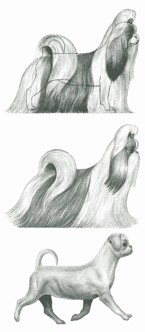 Shih Tzu breed