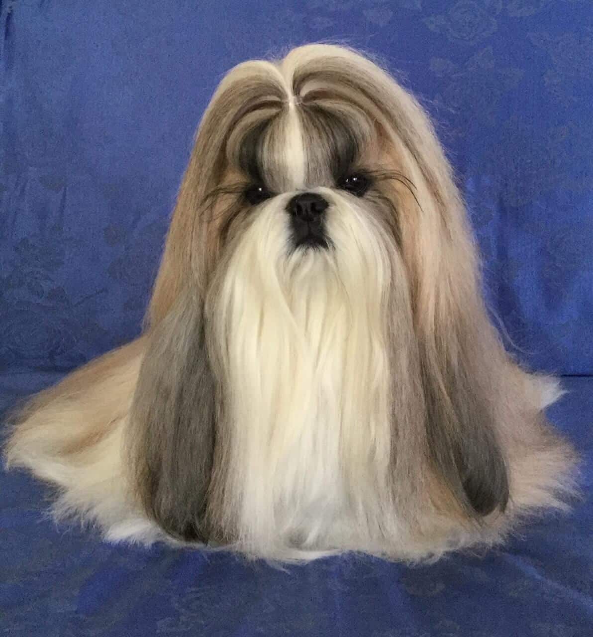 The Shih Tzu Topknot