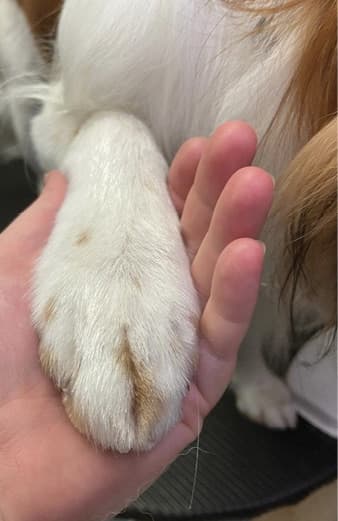 Show Grooming a Kooiker