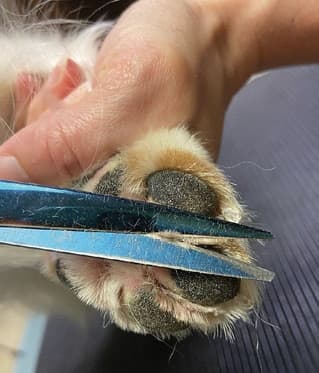 Show Grooming a Kooiker