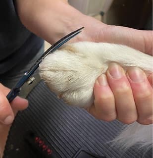 Show Grooming a Kooiker