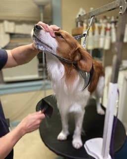 Show Grooming a Kooiker