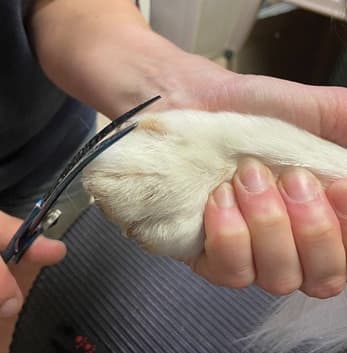 Show Grooming a Kooiker