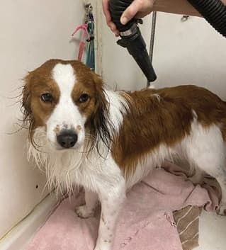 Show Grooming a Kooiker
