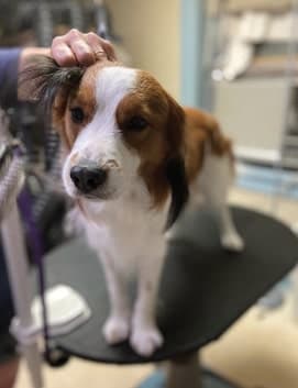 Show Grooming a Kooiker