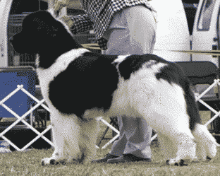 Judging The Newfoundland It Is All About The Balance