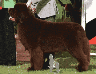 Judging The Newfoundland