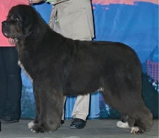 Judging The Newfoundland