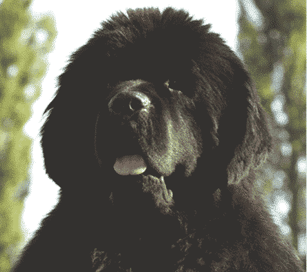 Judging The Newfoundland