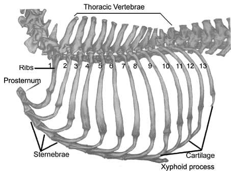 The Body of the Dog (The Chest)