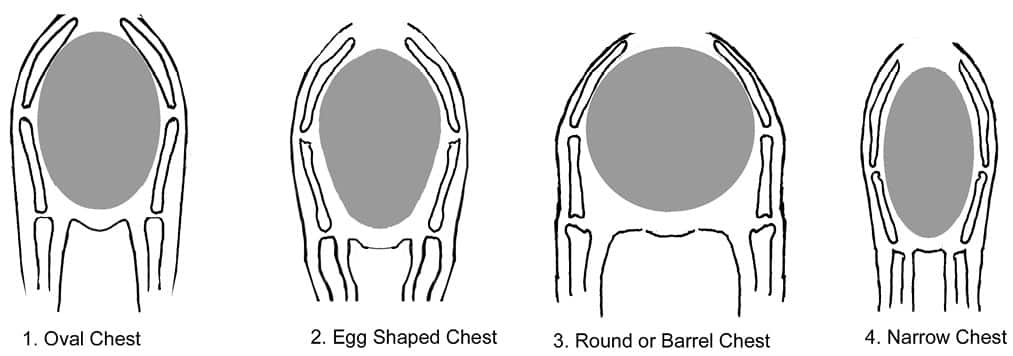 The Body of the Dog (The Chest)