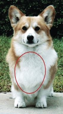 The Body of the Dog (The Chest)
