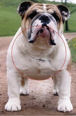 The Body of the Dog (The Chest)
