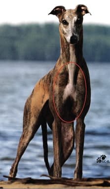 The Body of the Dog (The Chest)