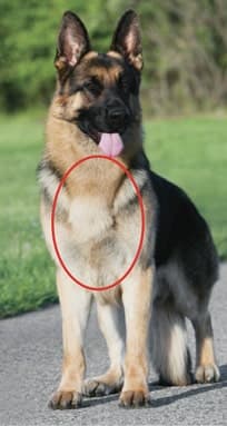 The Body of the Dog (The Chest)