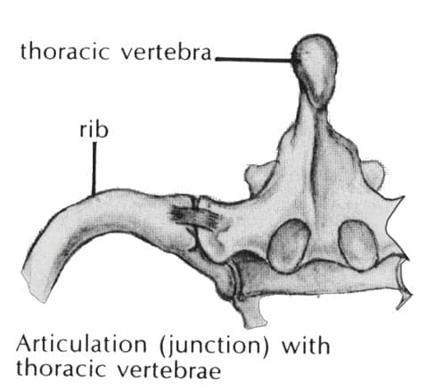 The Body of the Dog (The Chest)