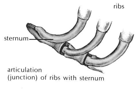 The Body of the Dog (The Chest)