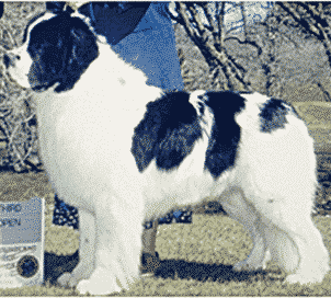 Judging The Newfoundland
