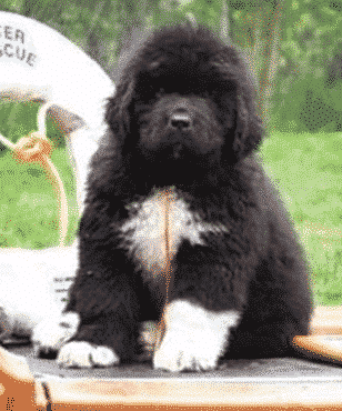 Judging The Newfoundland