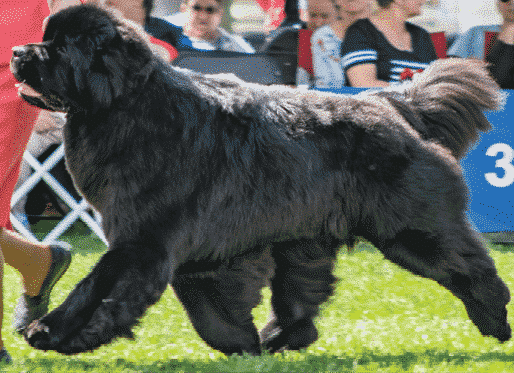 Judging The Newfoundland