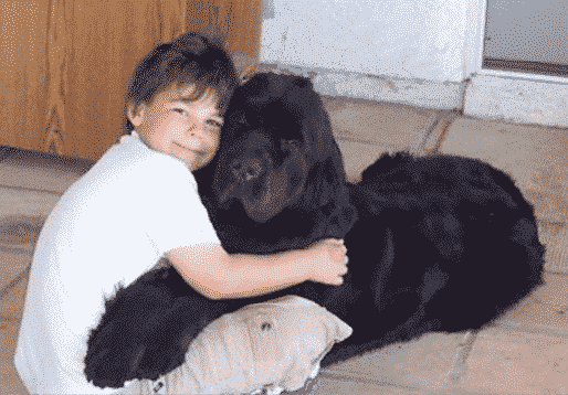 Judging The Newfoundland