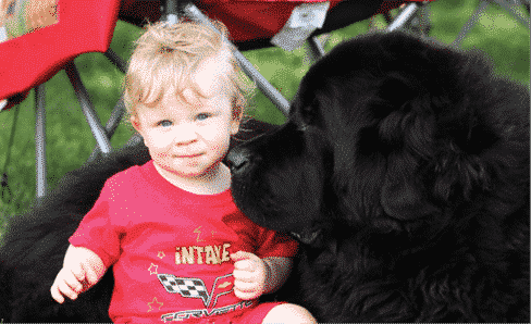 Judging The Newfoundland It Is All About The Balance