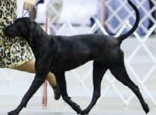 Coonhound Structure