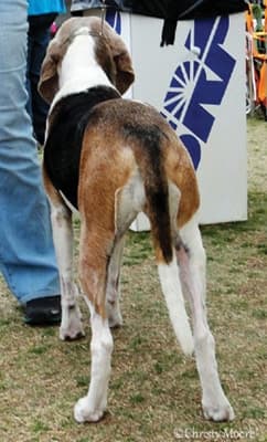 Coonhound Structure