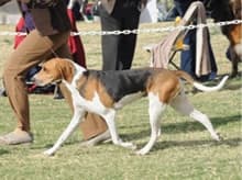 What is the correct Coonhound Structure?
