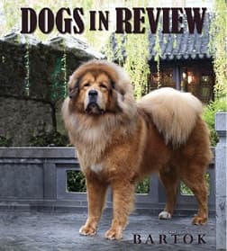 Dan Nechemias & Lois Claus | Dawa Tibetan Mastiffs