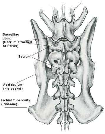 A Closer Look at the Canine Spine