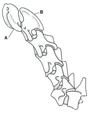 A Closer Look at the Canine Spine