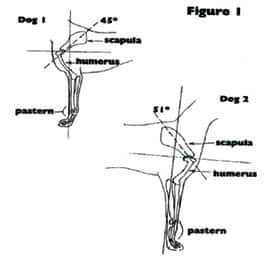 Coonhound Structure