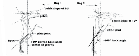 Coonhound Structure