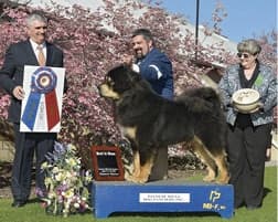 Dan Nechemias & Lois Claus | Dawa Tibetan Mastiffs