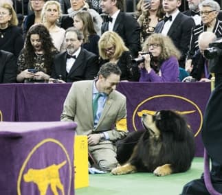 Dan Nechemias & Lois Claus | Dawa Tibetan Mastiffs