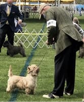 The Terrier Judges | Ken Kauffman