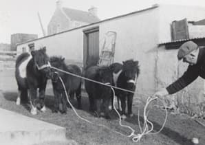 In Search of the Last Shetland Sheepdog Breeders