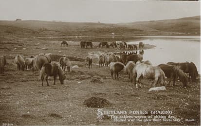 In Search of the Last Shetland Sheepdog Breeders