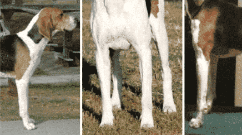 Coonhound Structure