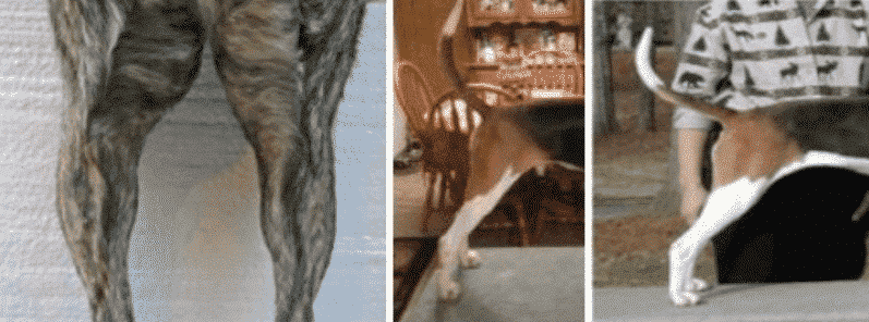 Coonhound Structure