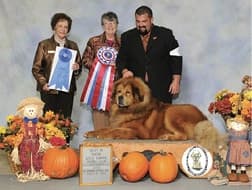 Dawa Tibetan Mastiffs | Dan Nechemias & Lois Claus