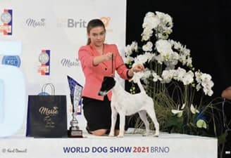 FCI World Dog Show Brno 2021