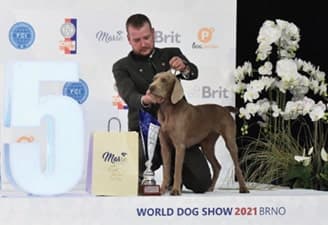 FCI World Dog Show Brno 2021