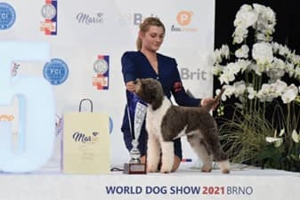 FCI World Dog Show Brno 2021