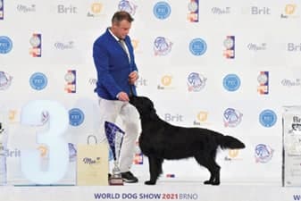 FCI World Dog Show Brno 2021