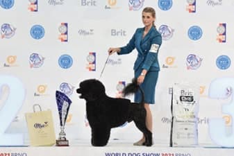 FCI World Dog Show Brno 2021